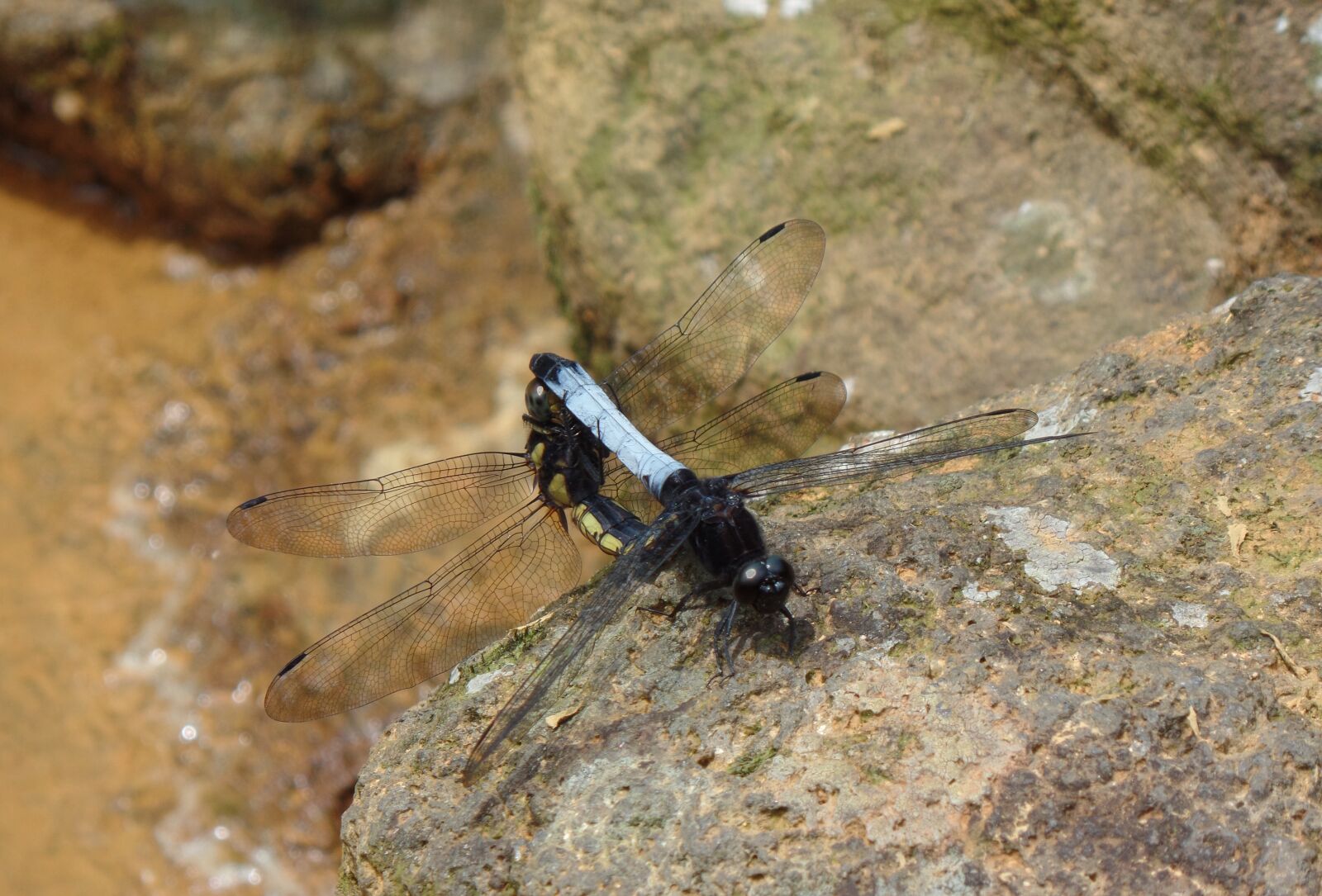 Samsung WB350F/WB351F/WB352F sample photo. Pet, quentin chong, dragonfly photography