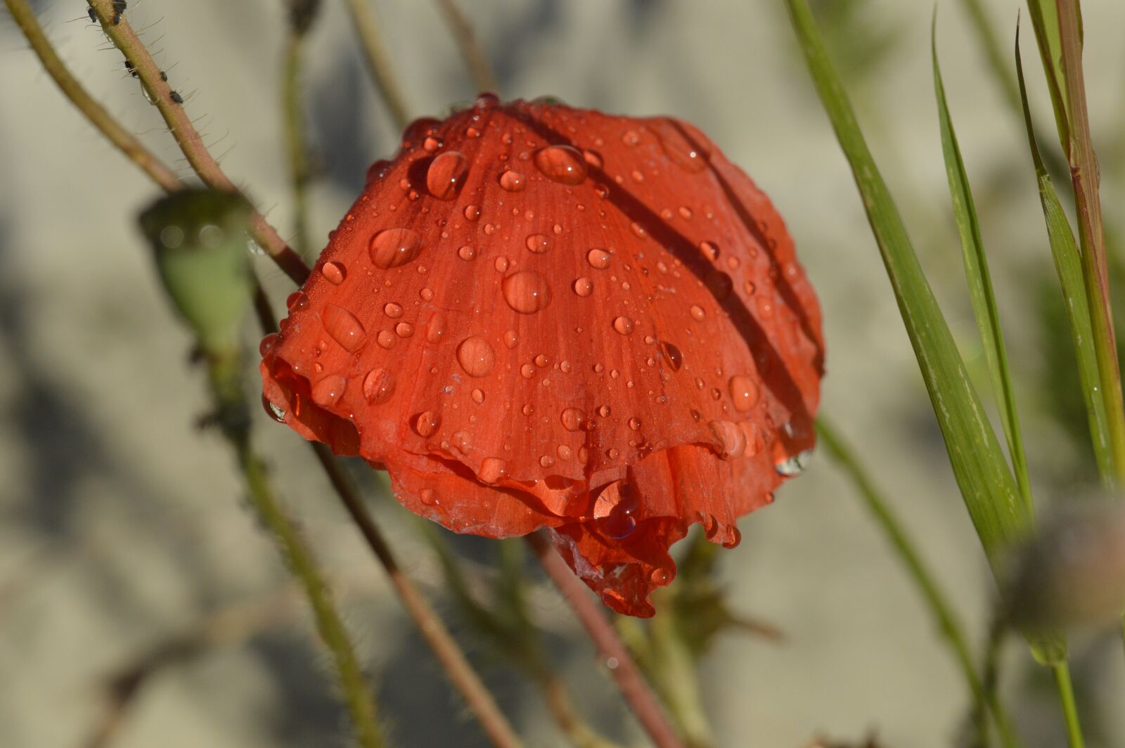 Nikon D3200 sample photo. Flower, klatschmohn, blossom photography