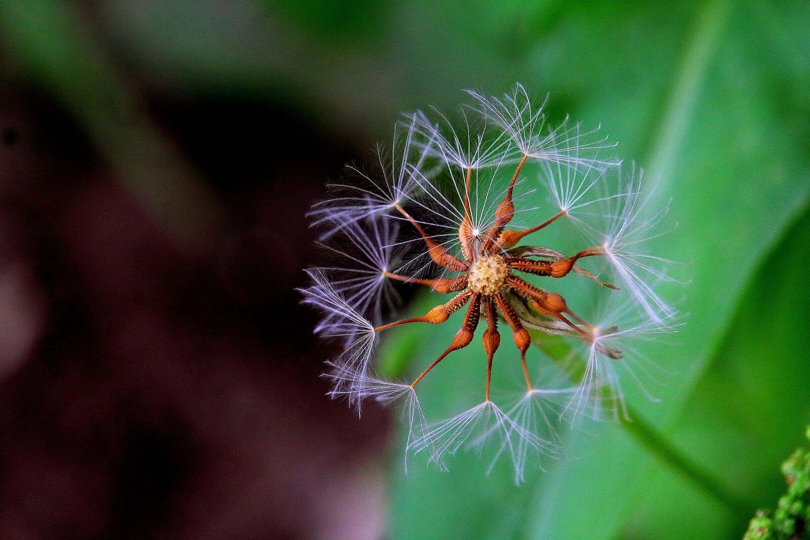Canon EOS 1200D (EOS Rebel T5 / EOS Kiss X70 / EOS Hi) sample photo. Dandelion, flower, plant photography