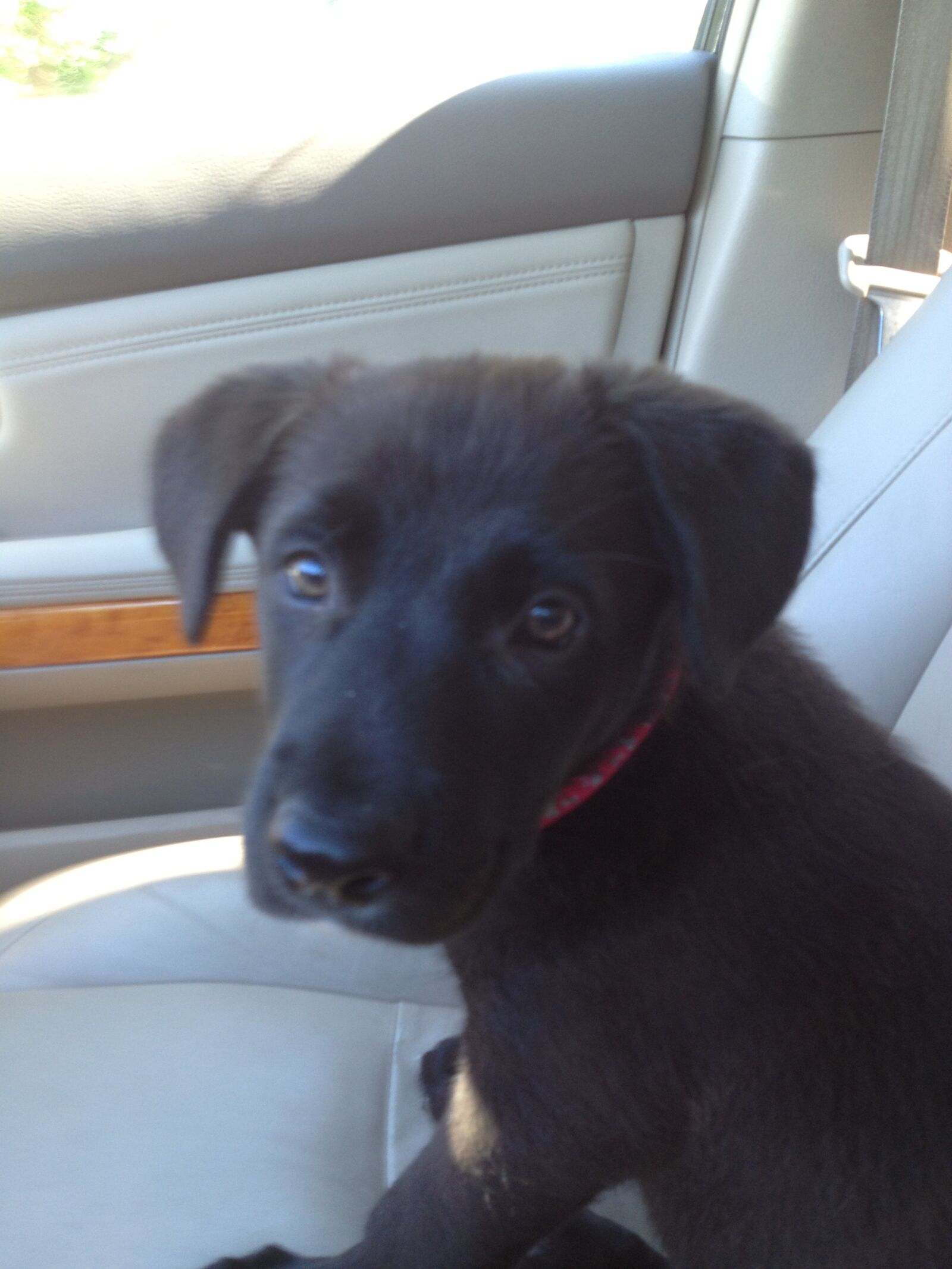 Apple iPhone 4S sample photo. Puppy, labrador, black photography