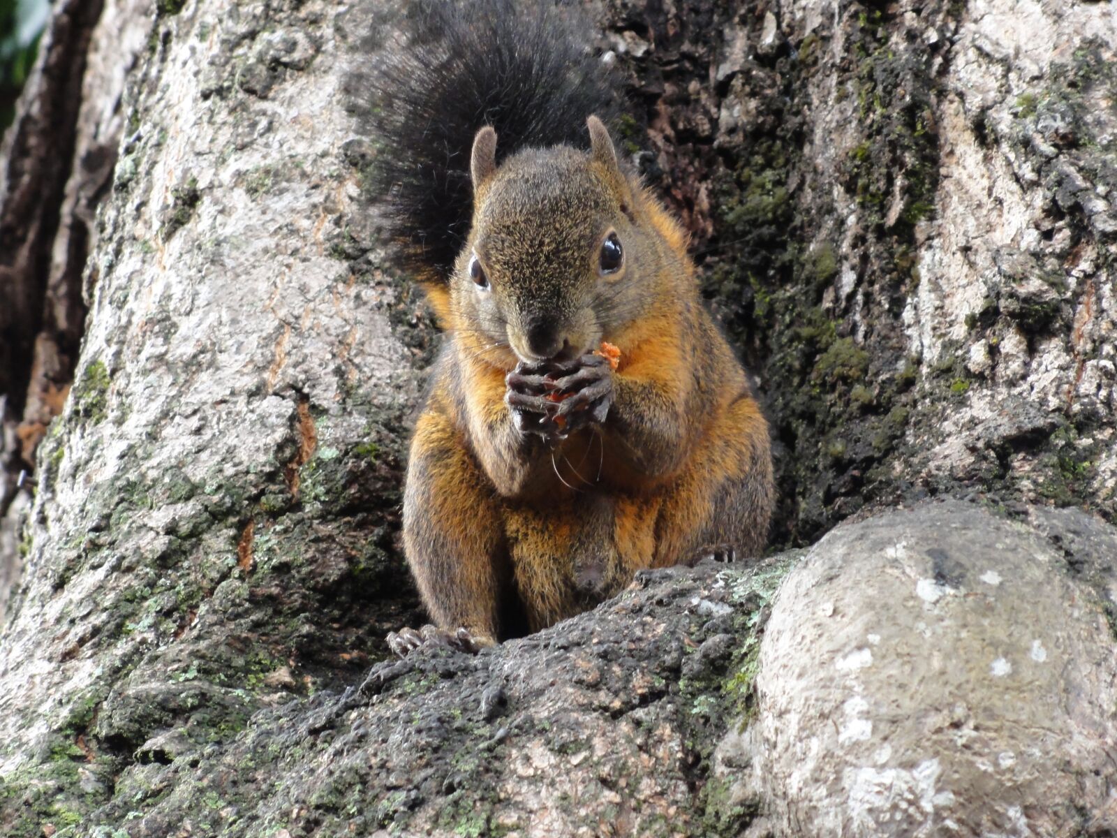 Sony DSC-HX5V sample photo. Squirrel, eat, colombia photography