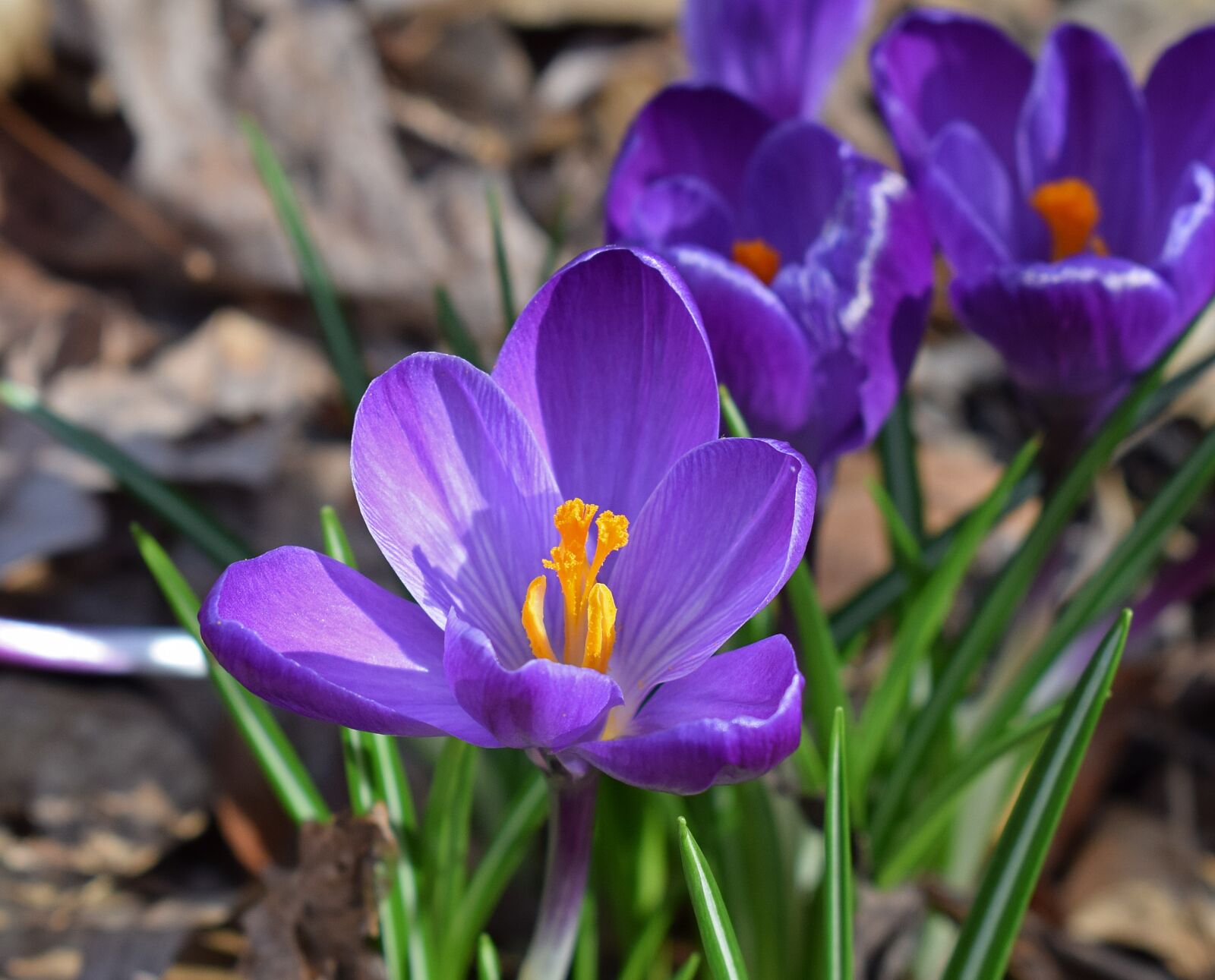 Nikon D3300 sample photo. Crocus, flower, blossom photography