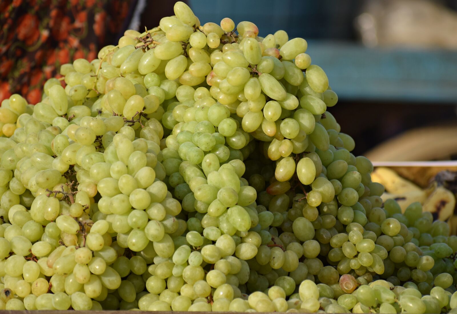 Nikon D3300 sample photo. Grapes, fruits, winegrowing photography