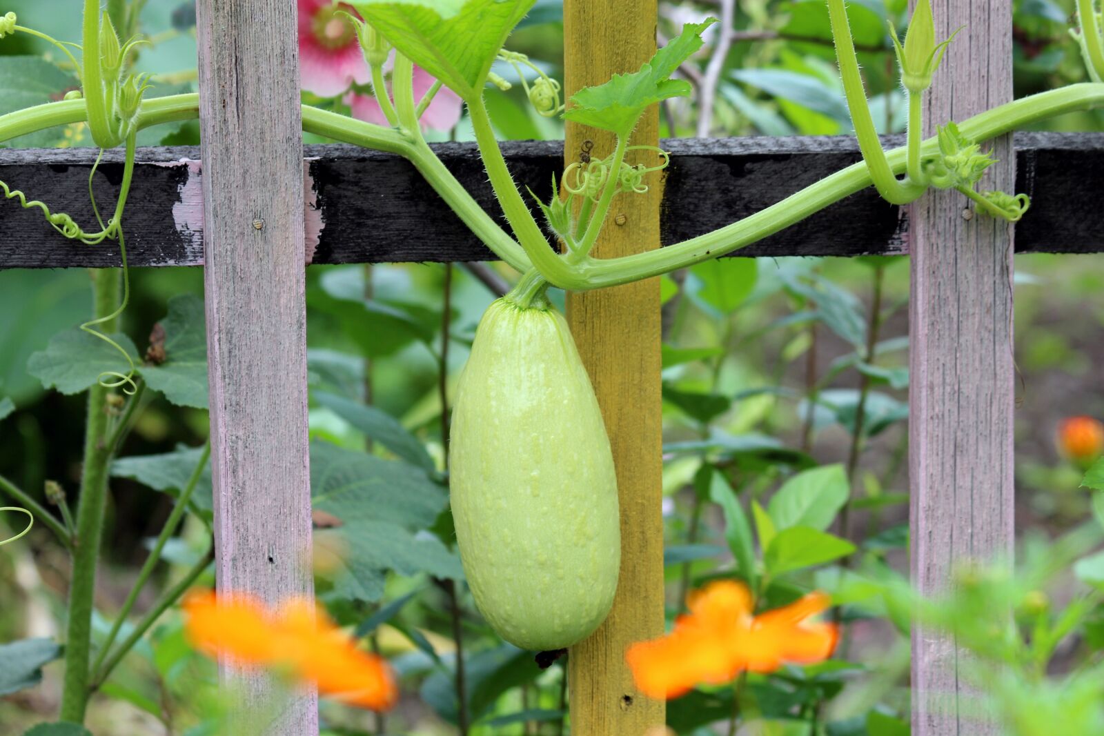 Canon EF 70-300mm F4-5.6 IS USM sample photo. Zucchini, fence, wood photography