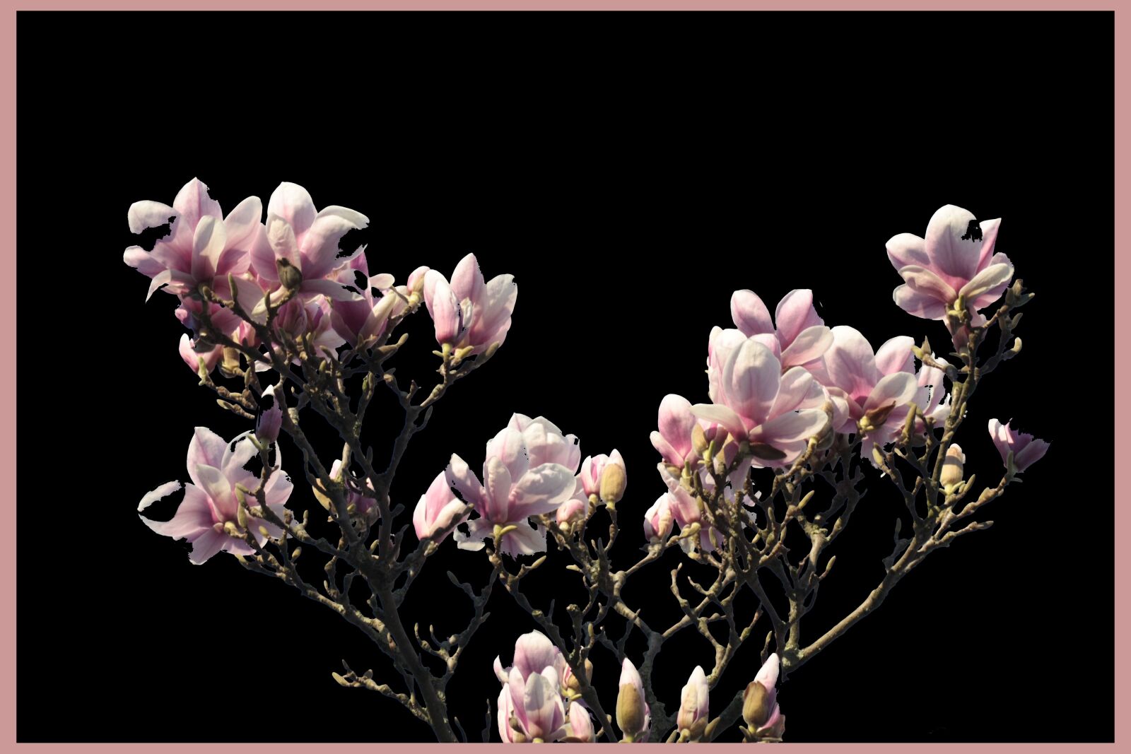 Canon EOS 450D (EOS Rebel XSi / EOS Kiss X2) sample photo. Nature, flower, magnolia photography