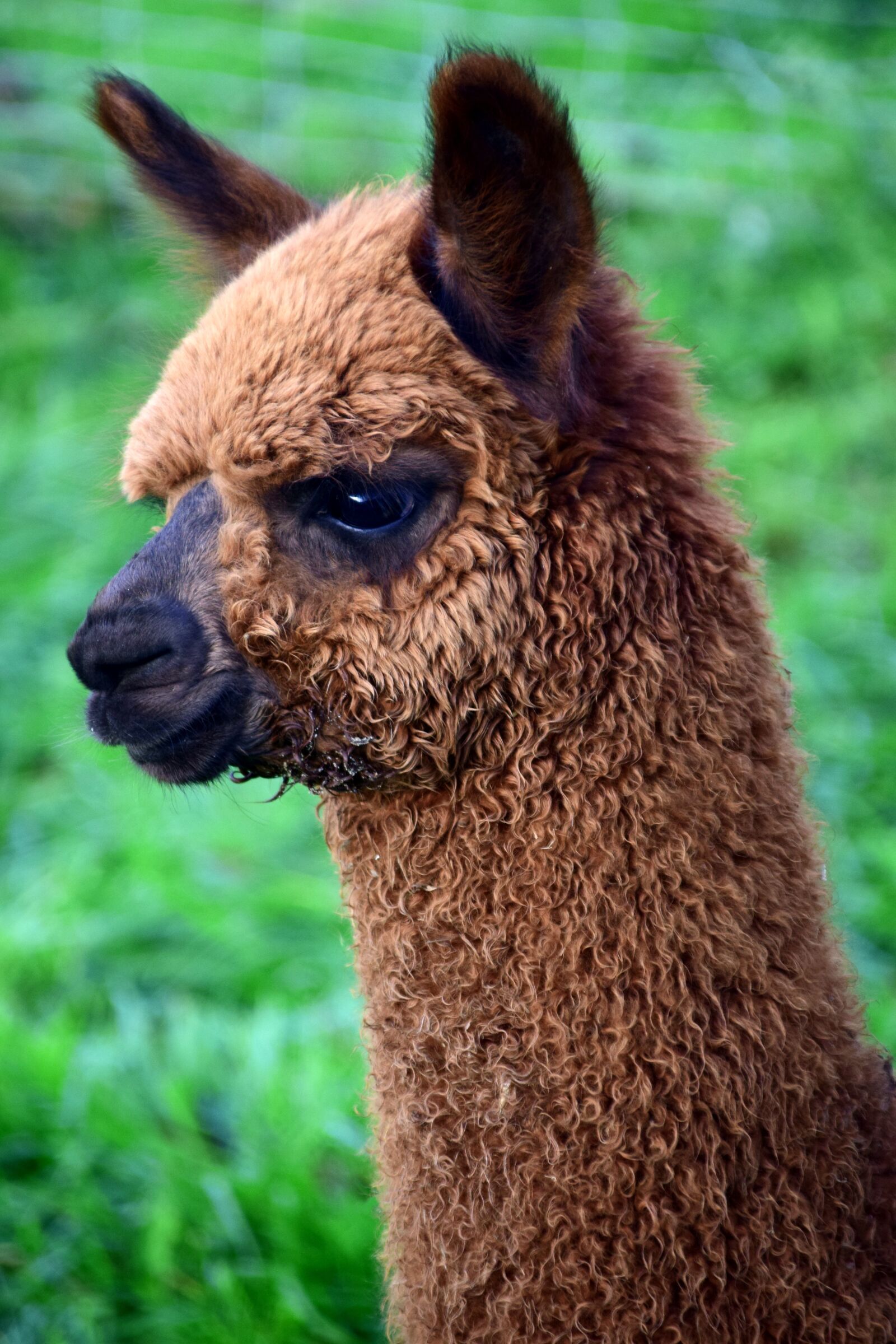 Nikon D3300 sample photo. Alpaca, animal, furry photography