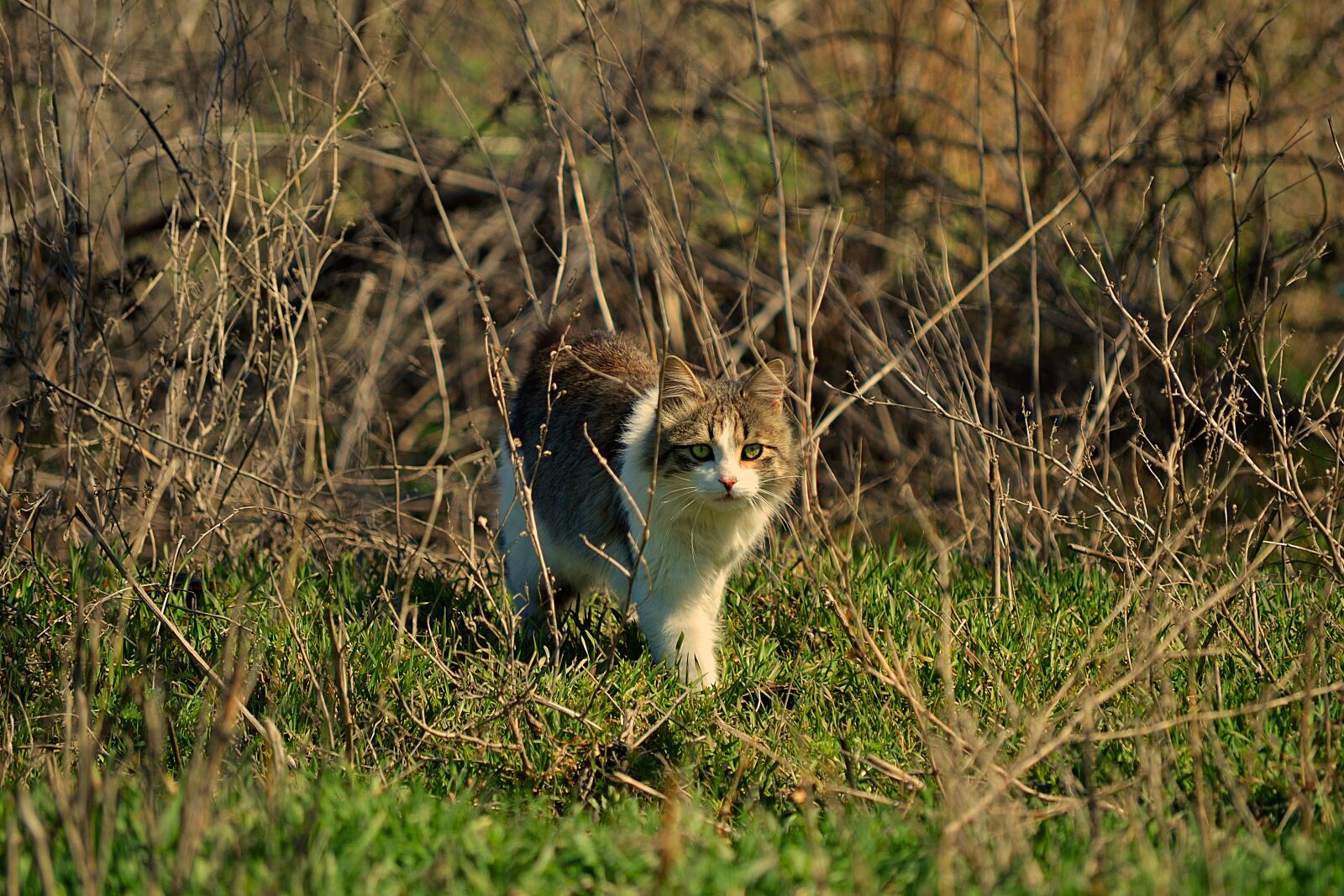 Nikon D3100 sample photo. Living nature, nature, animals photography