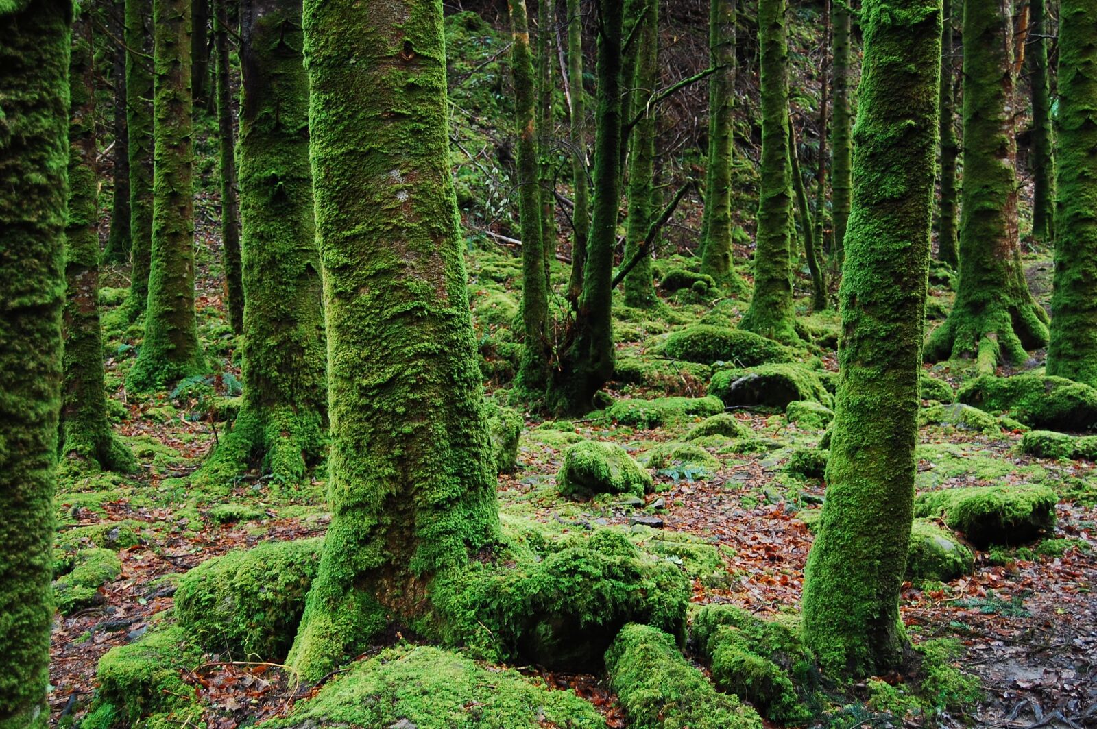 Nikon D40 sample photo. Forest, green, juicy photography