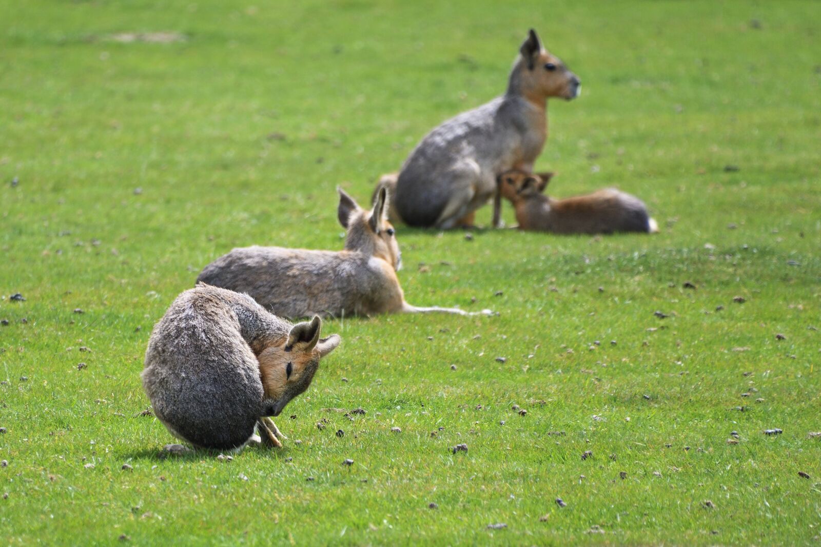 Nikon D500 sample photo. Mara, hare of patagonia photography