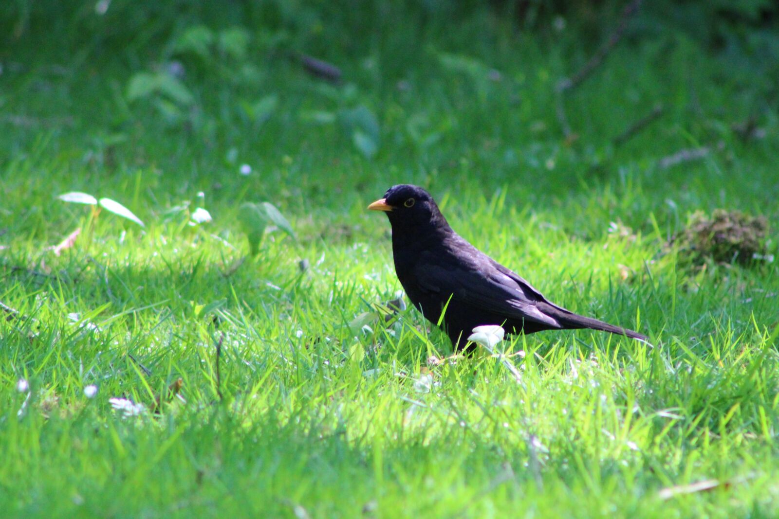 Canon EF75-300mm f/4-5.6 sample photo. Throttle, bird, nature photography