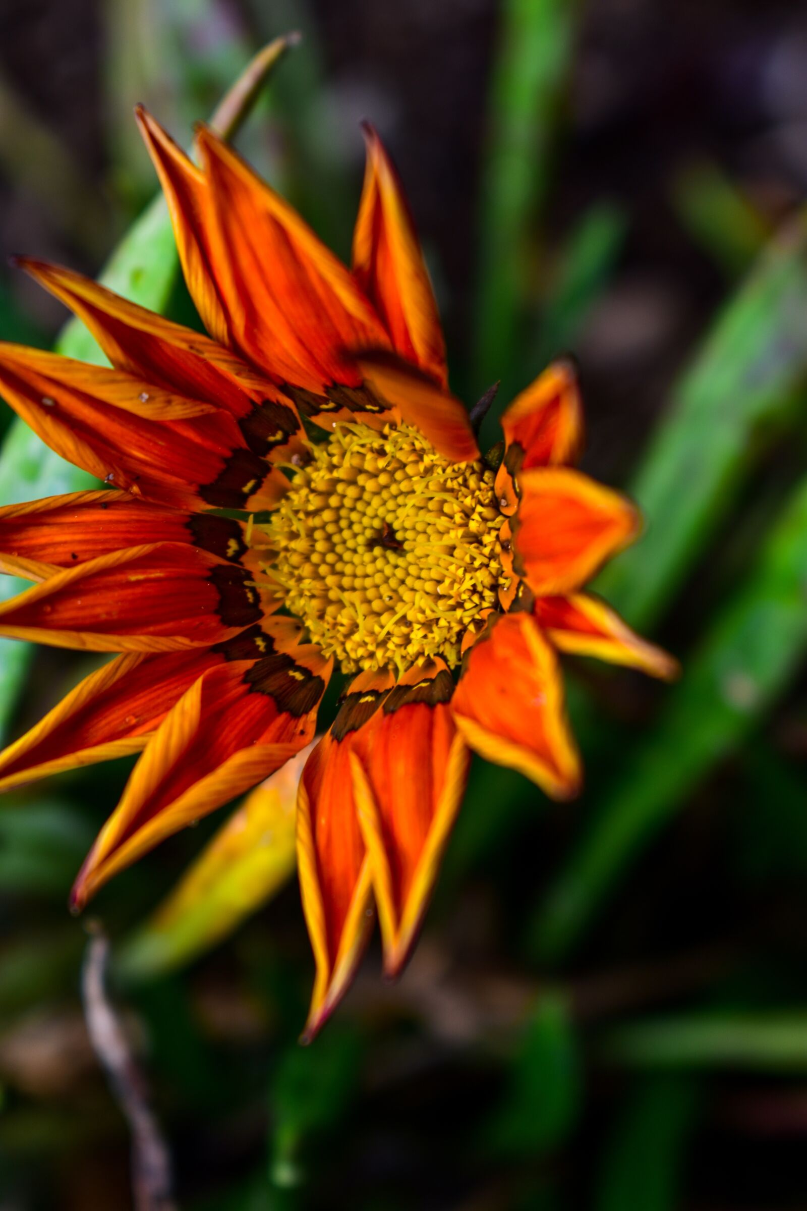 Nikon D3400 sample photo. Nature, flower, plant photography