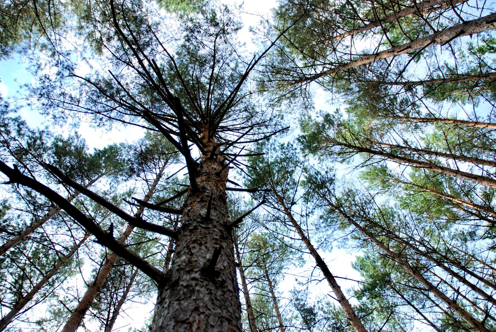 Nikon D80 sample photo. Tree, forrest, sky photography