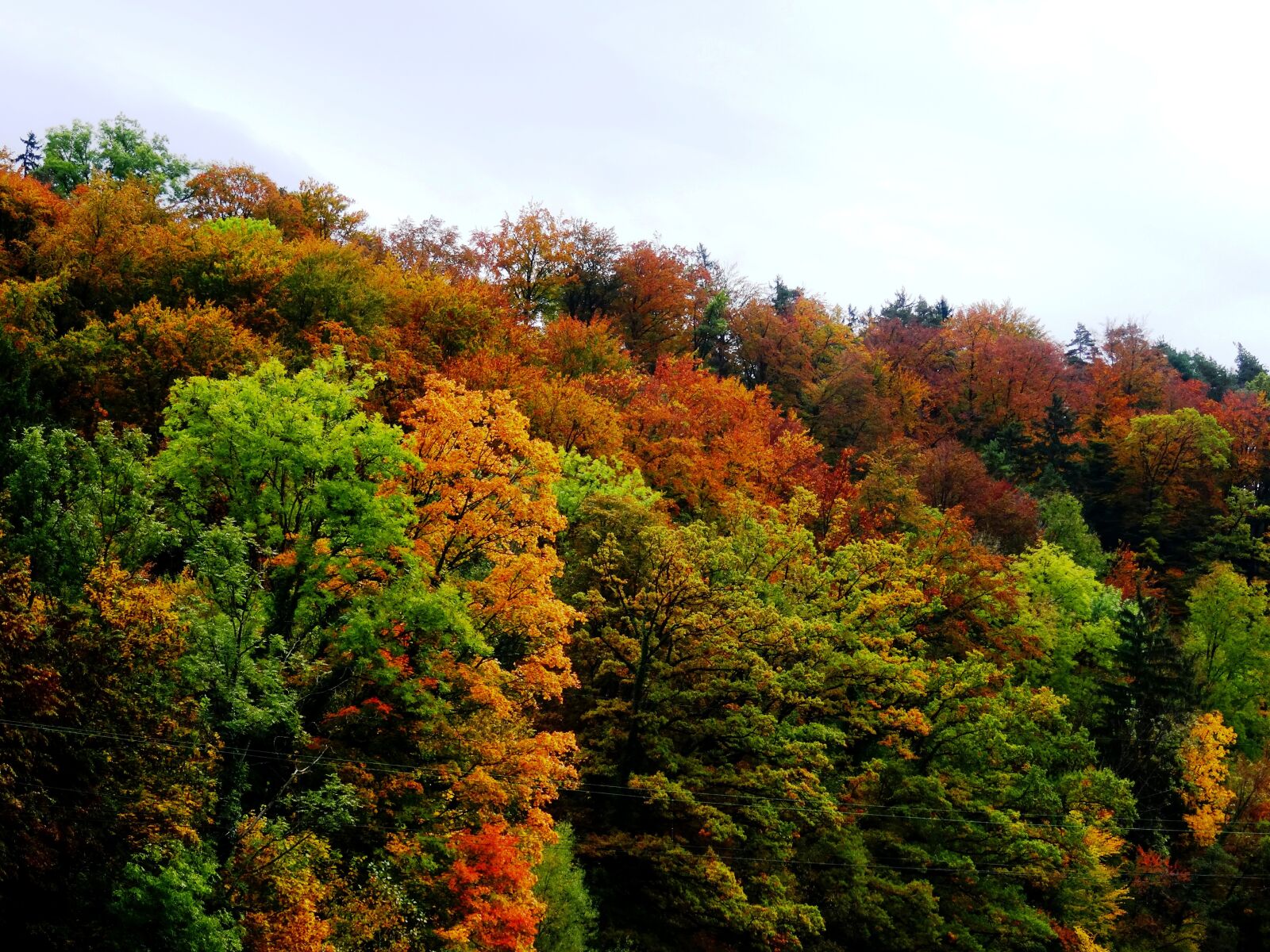 Sony Cyber-shot DSC-HX50V sample photo. Autumn, forest, nature photography