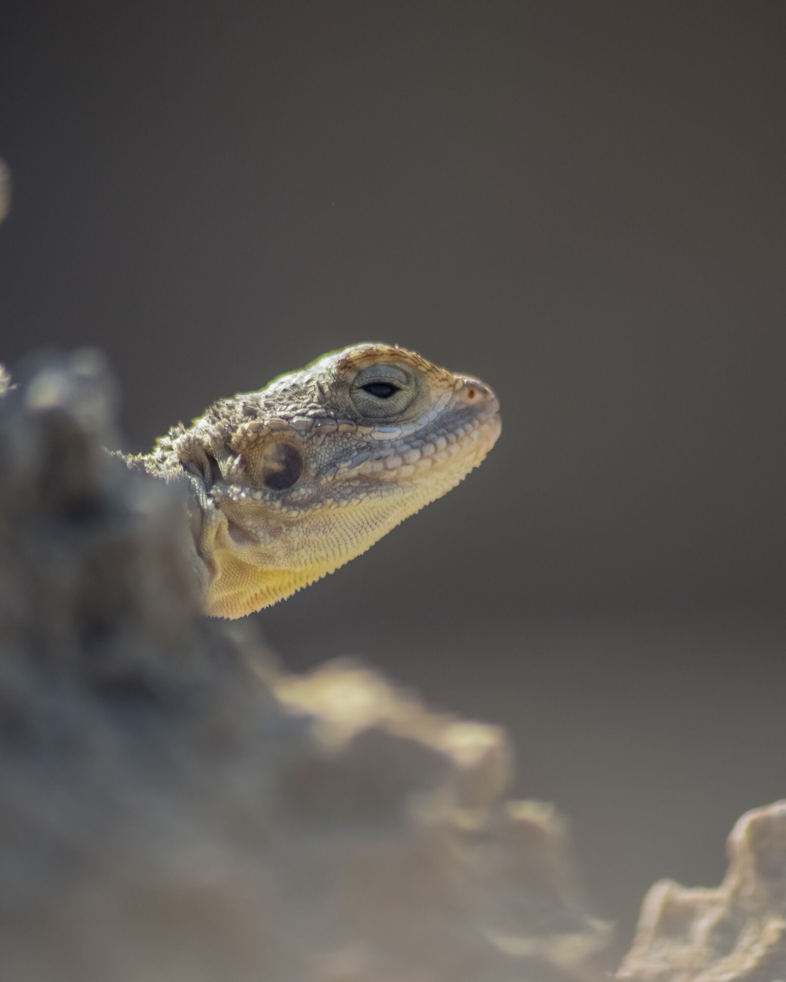 Nikon D3300 sample photo. Laudakia stellio cypriaca, kurkutas photography