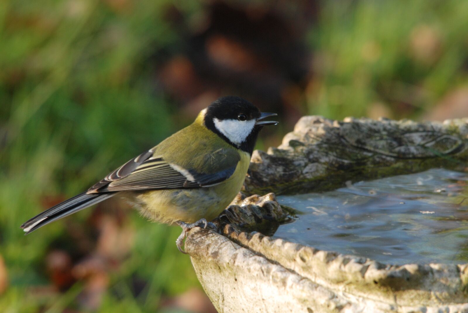 Nikon D80 sample photo. Great tit, tit, bird photography