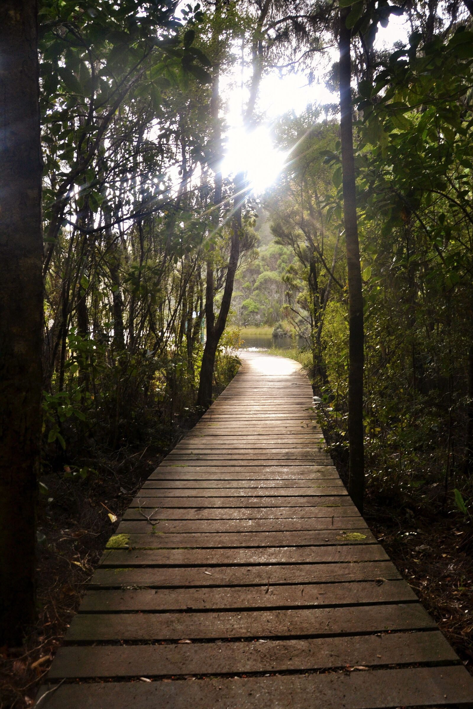 Nikon D3100 sample photo. New zealand, lake, creepy photography