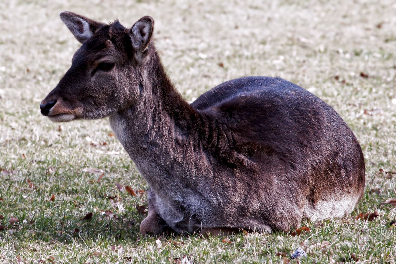 Canon EOS 600D (Rebel EOS T3i / EOS Kiss X5) sample photo. Roe deer, nature, red photography