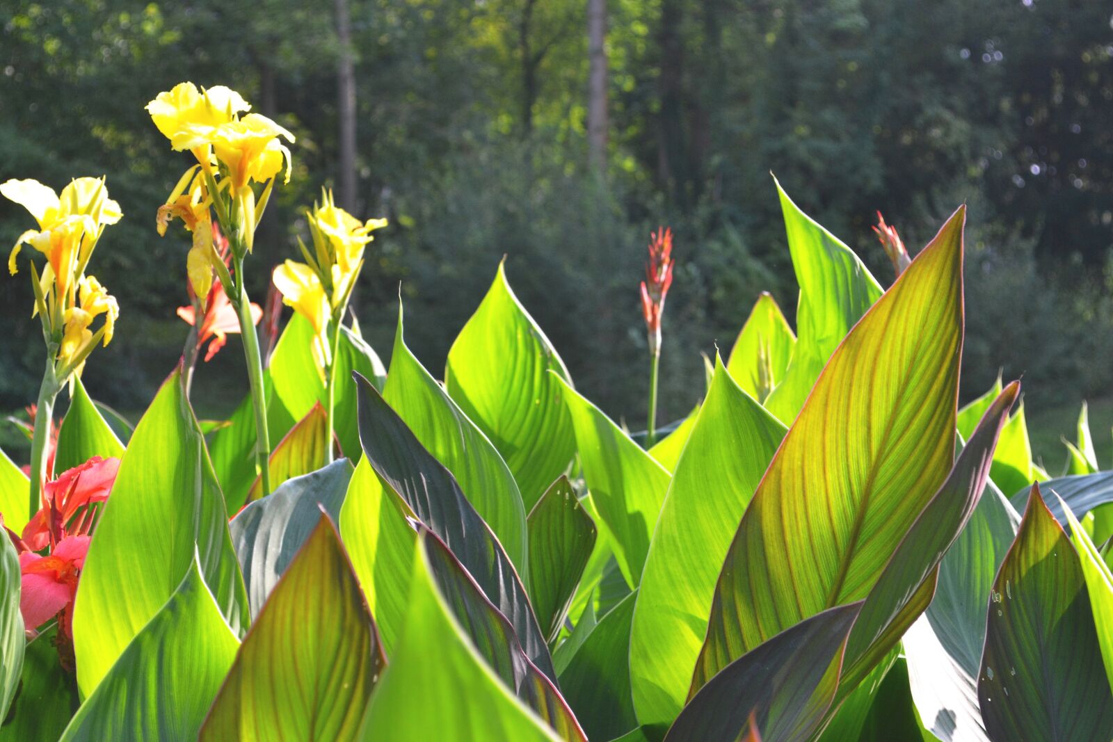 Nikon D3100 sample photo. Yellow, flower, garden photography