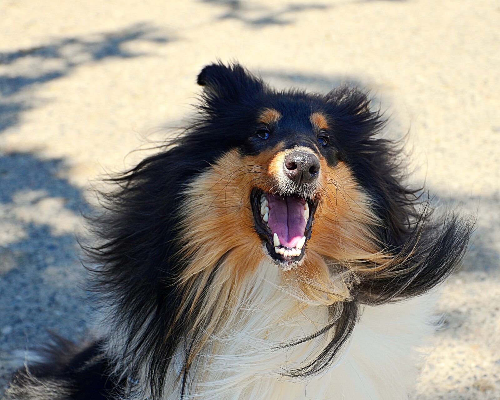 Nikon D5100 sample photo. Hund, colly, head photography