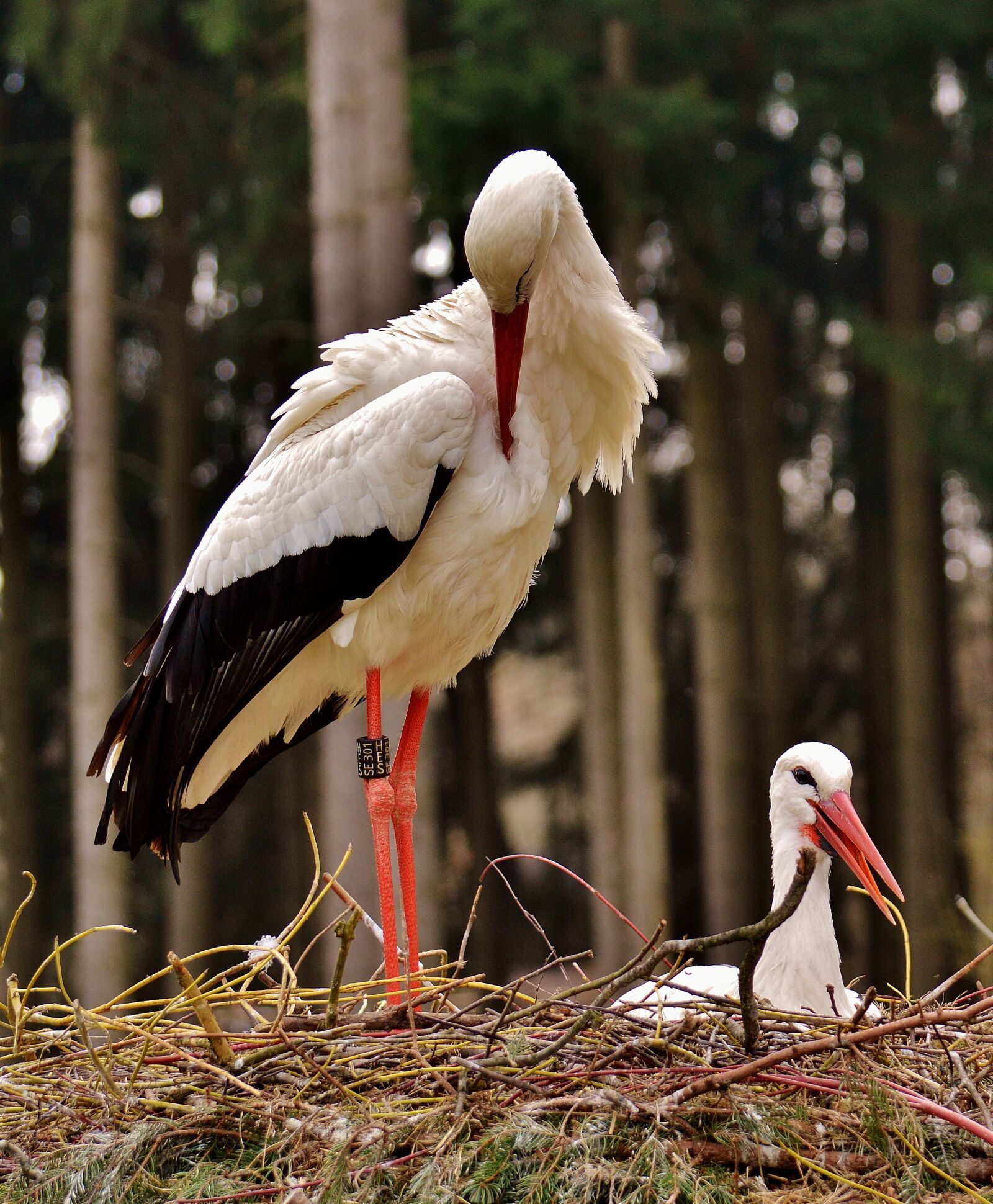 Nikon D3200 sample photo. Stork, flying, bird photography