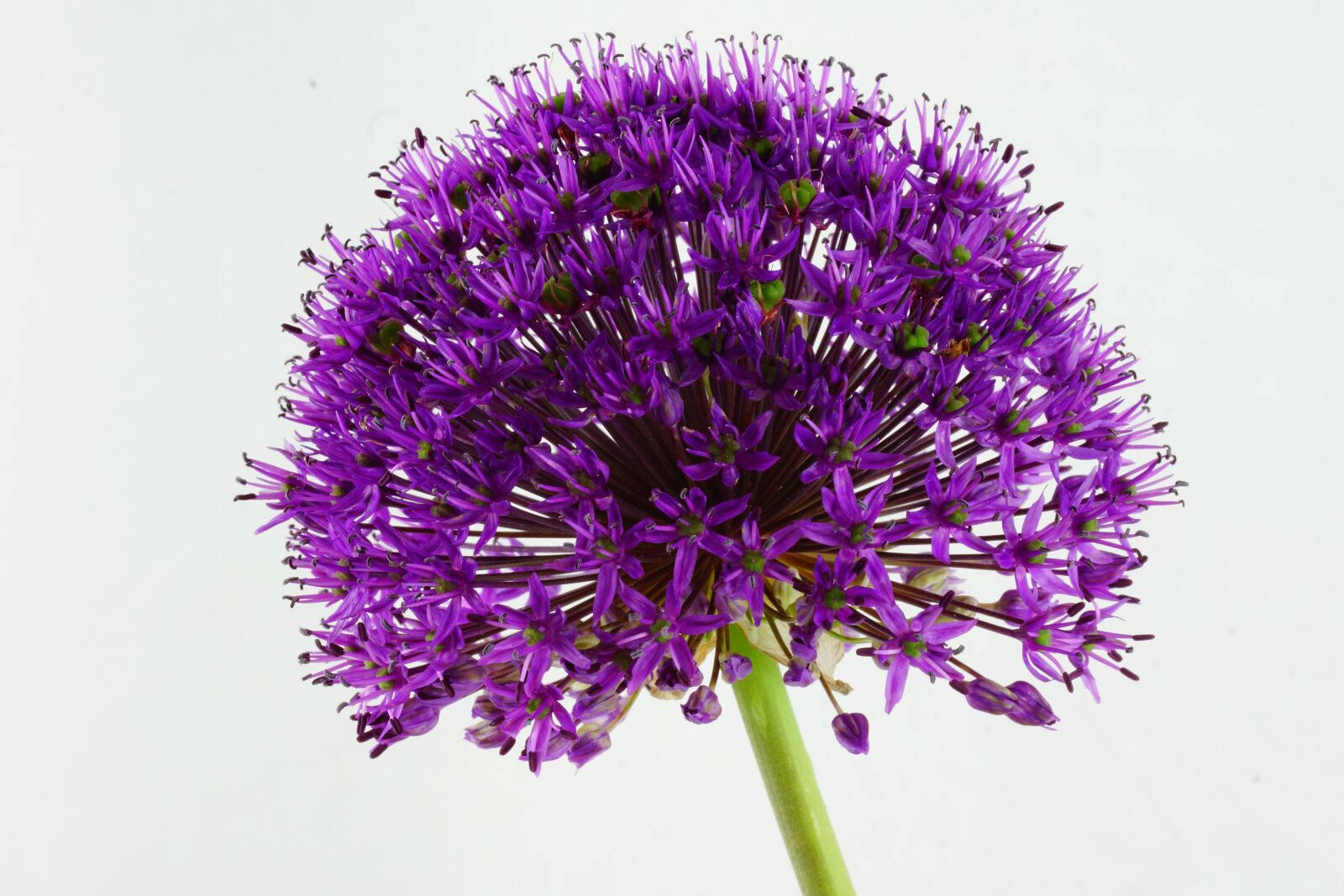 150mm F2.8 sample photo. Ornamental onion, flower, green photography