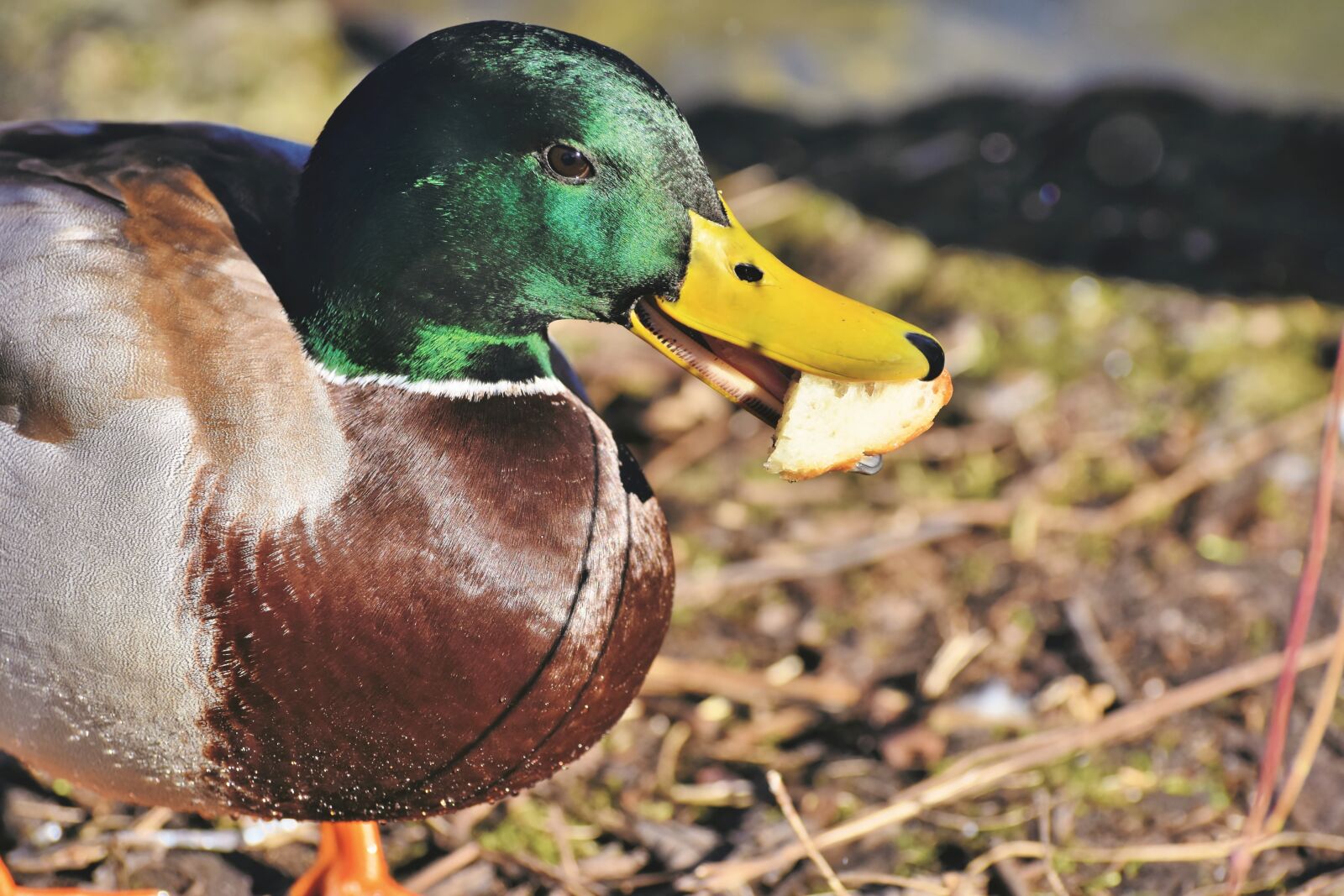 Nikon D7200 sample photo. Mallard, duck, water bird photography
