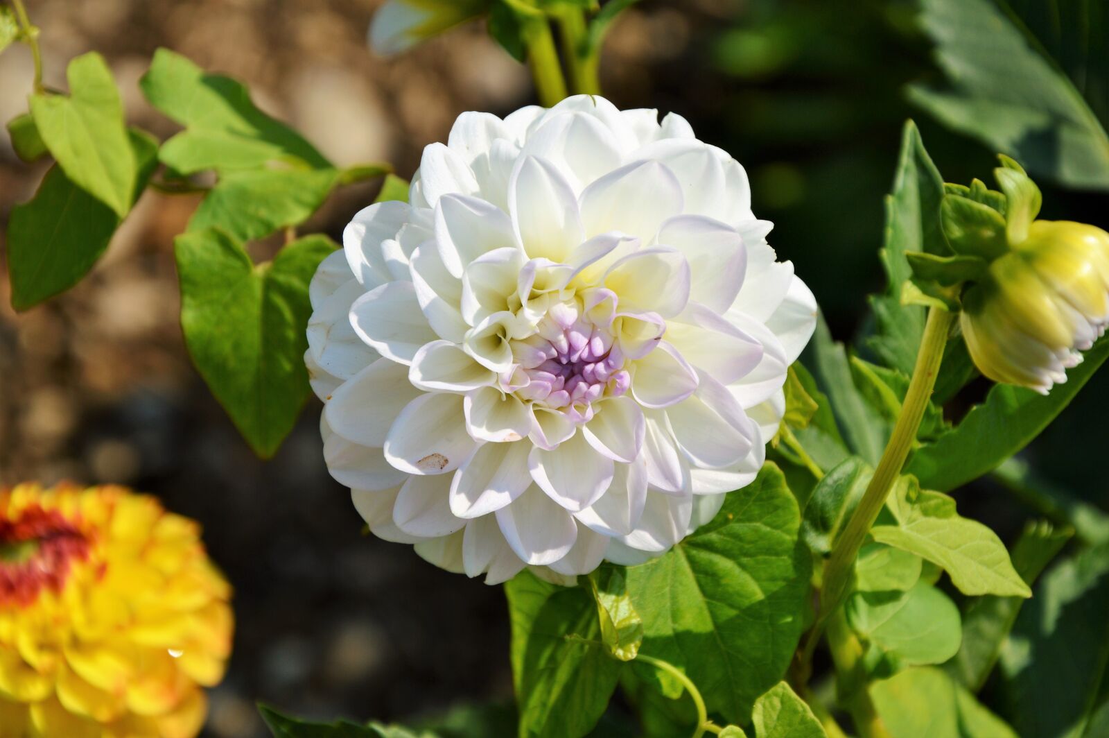 Nikon D3200 sample photo. Dahlia, dahlia flower, flower photography