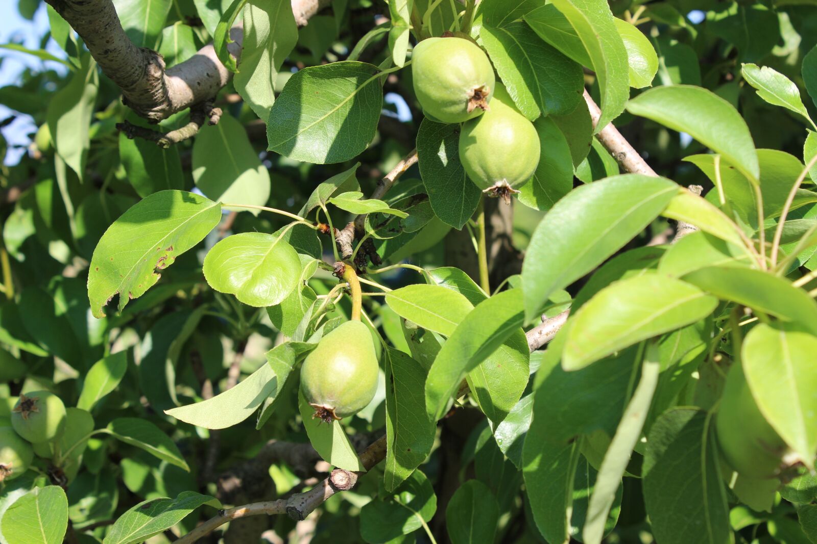 Canon EOS 600D (Rebel EOS T3i / EOS Kiss X5) sample photo. Fruit, agriculture, nature photography