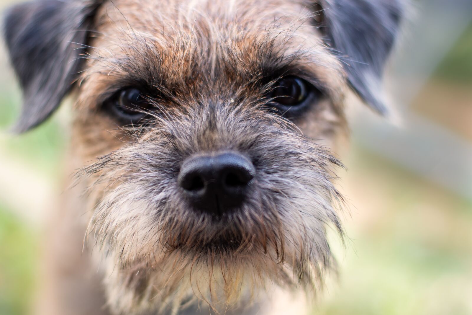 Nikon D7500 sample photo. Dog, face, dog face photography
