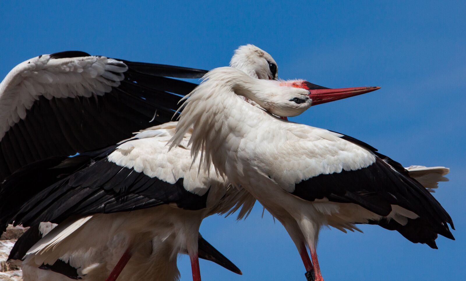 Canon EOS 50D sample photo. Stork, storks, animal photography