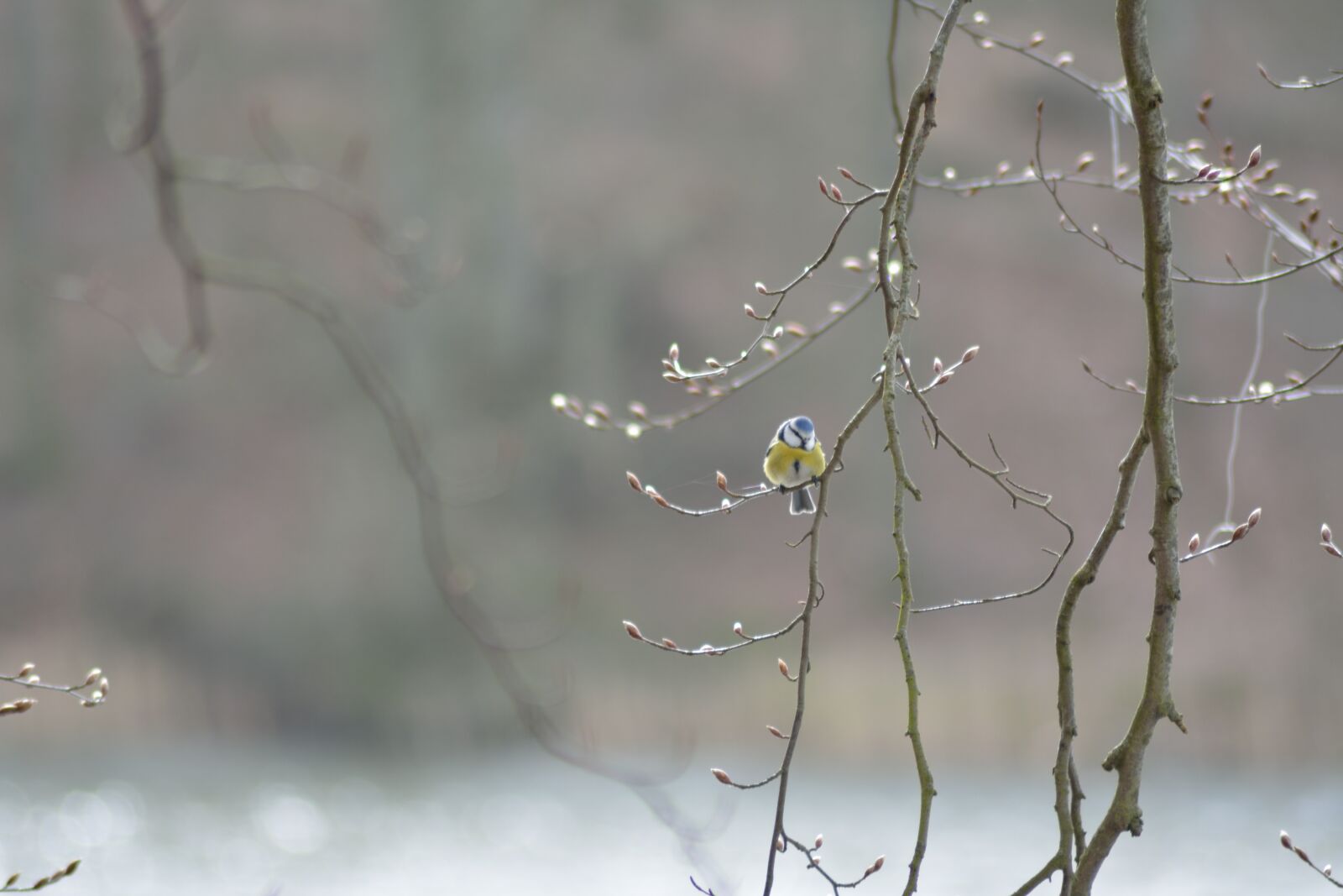 Nikon D5200 sample photo. Bird, sunshine, wood photography