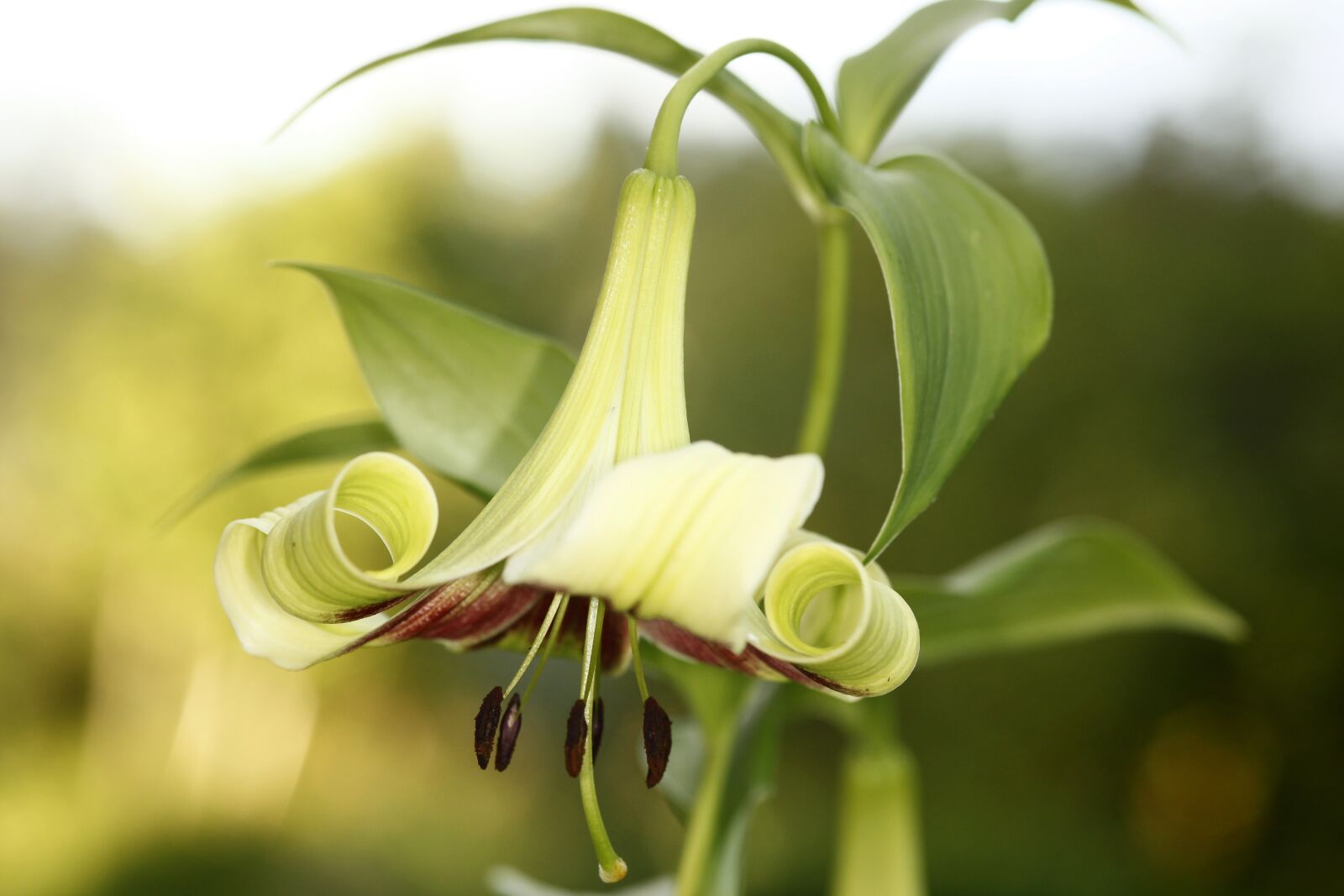 Canon EOS 5D Mark II sample photo. Lily, lilium nepalense, nepalinlilja photography