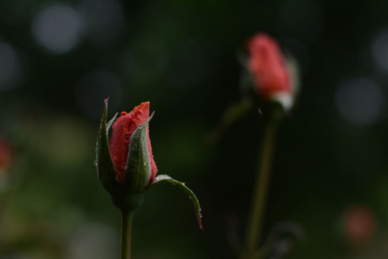 Nikon D7100 sample photo. Pink, rose, water photography