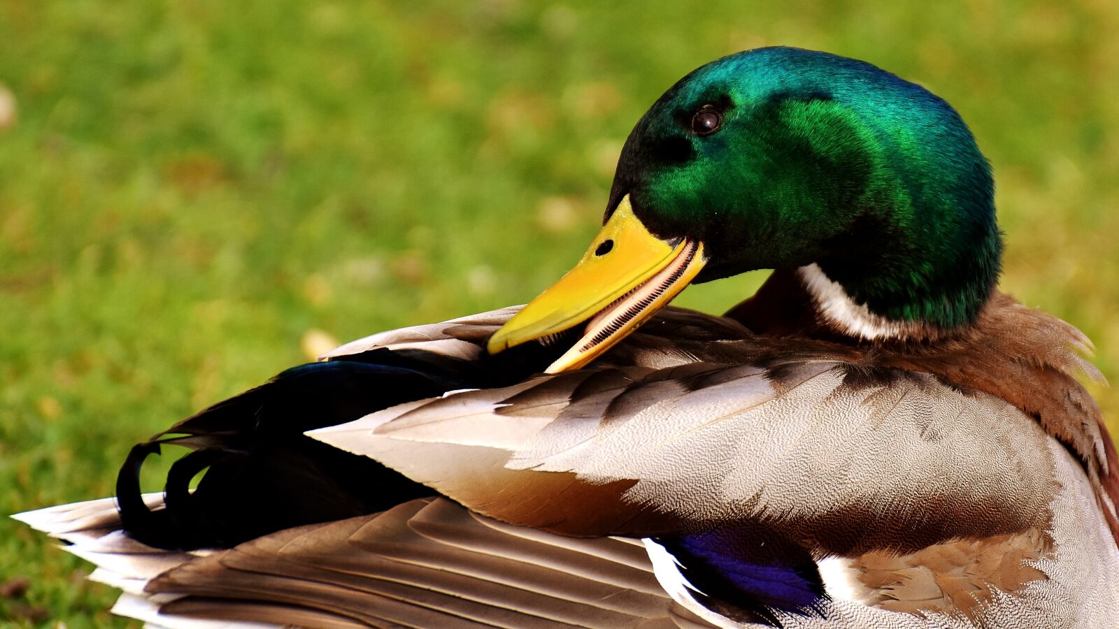 Nikon D7200 sample photo. Mallard, drake, colorful photography