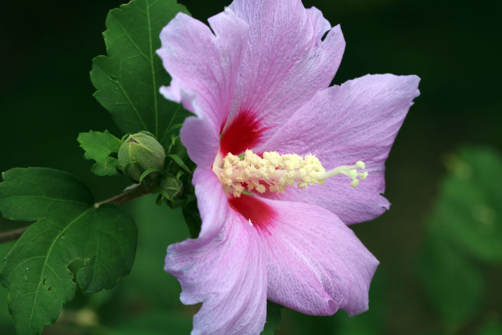 Canon EOS 750D (EOS Rebel T6i / EOS Kiss X8i) sample photo. Rose of sharon, korea photography
