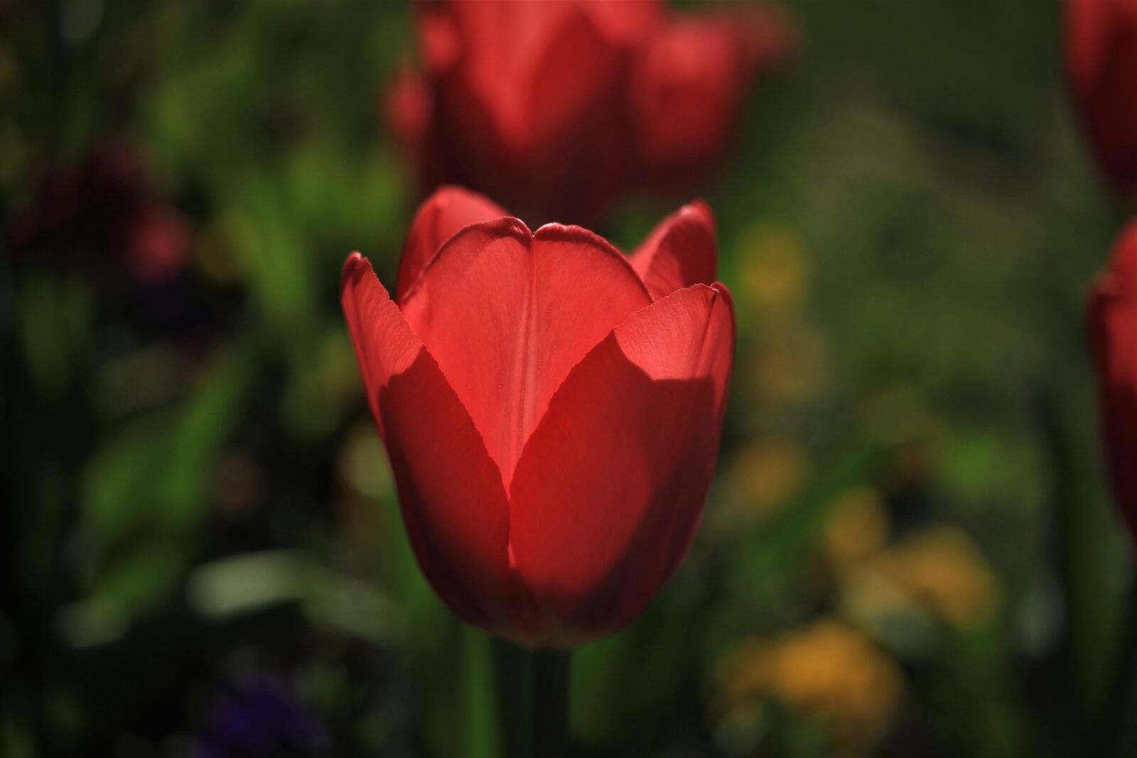 Canon EF-S 35mm F2.8 Macro IS STM sample photo. Tulips, tulip, red photography