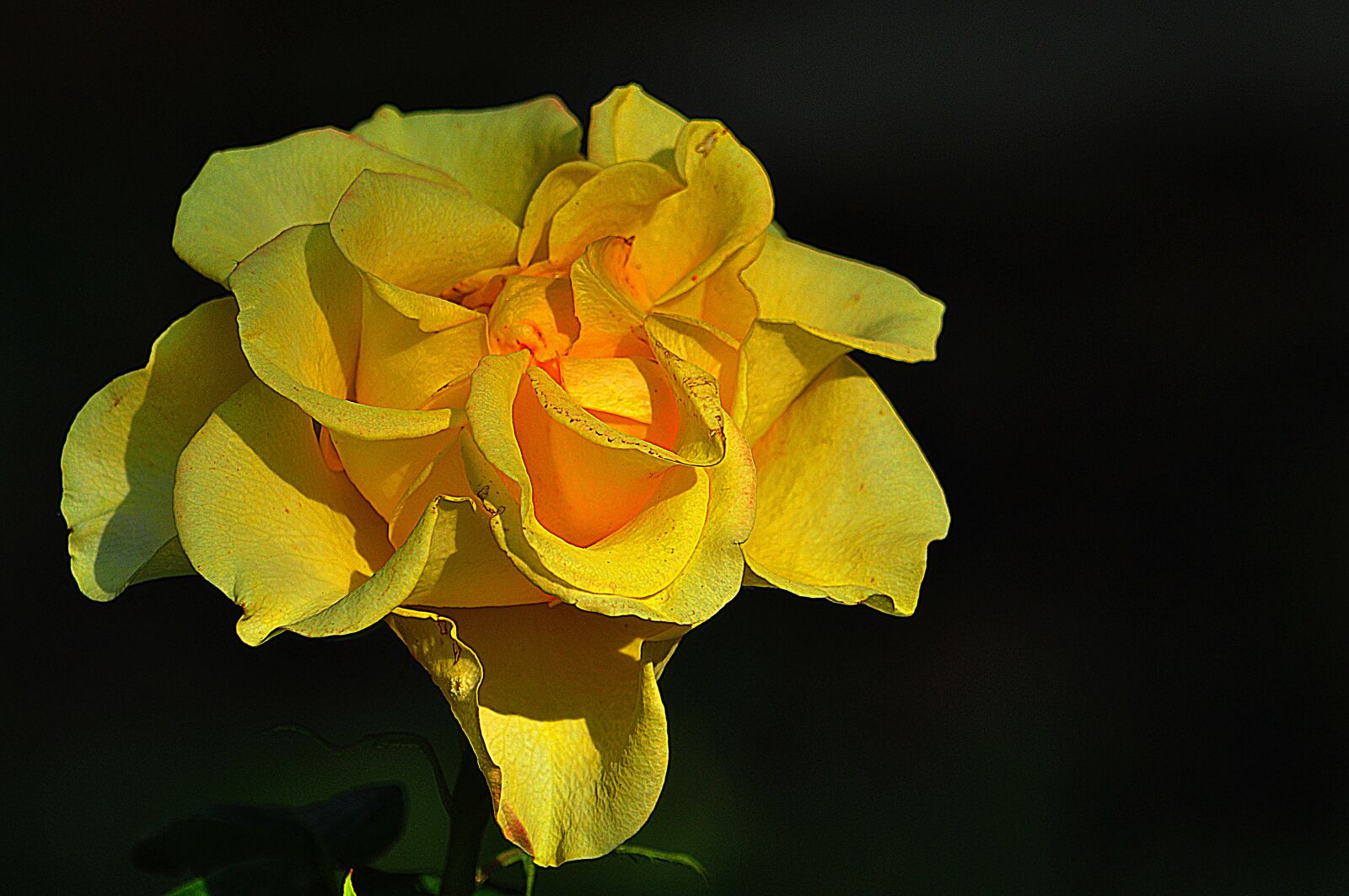 Nikon D90 sample photo. Rose, black background, yellow photography