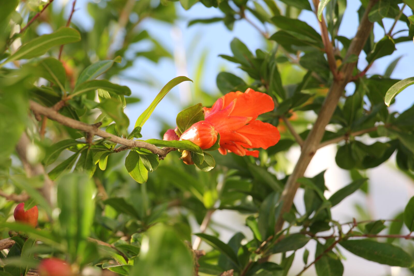 Canon EOS 60D sample photo. Nature, tree, fruit photography