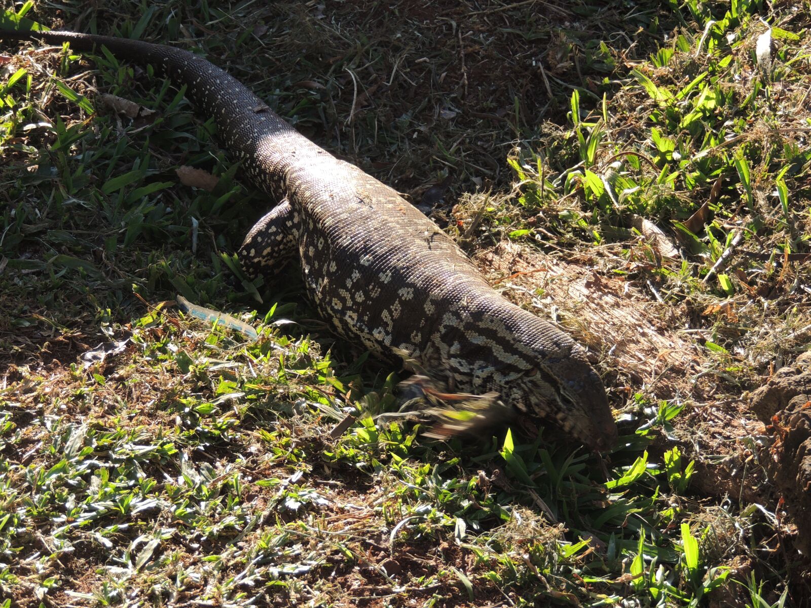 Nikon Coolpix P510 sample photo. Lizard, animal, nature photography