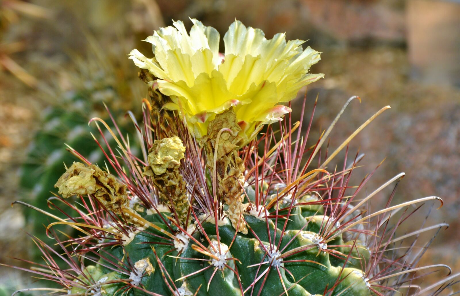 Nikon D3200 sample photo. Cactus, spur, blossom photography