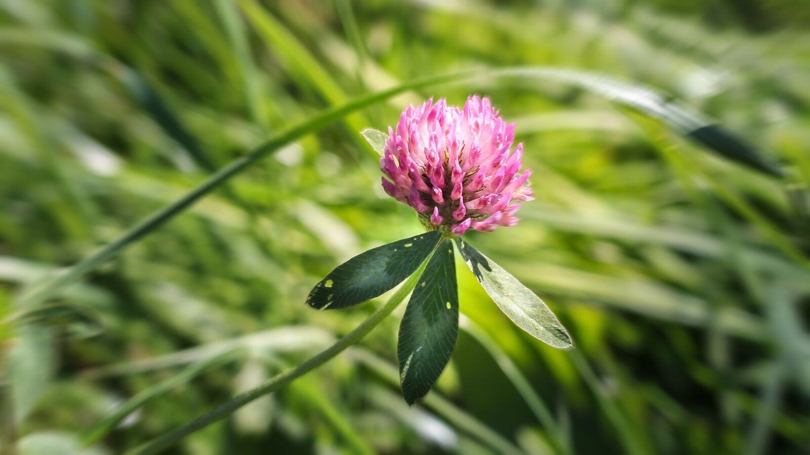 Canon EOS 600D (Rebel EOS T3i / EOS Kiss X5) + Canon EF 50mm F1.8 II sample photo. Klee, red clover, clover photography