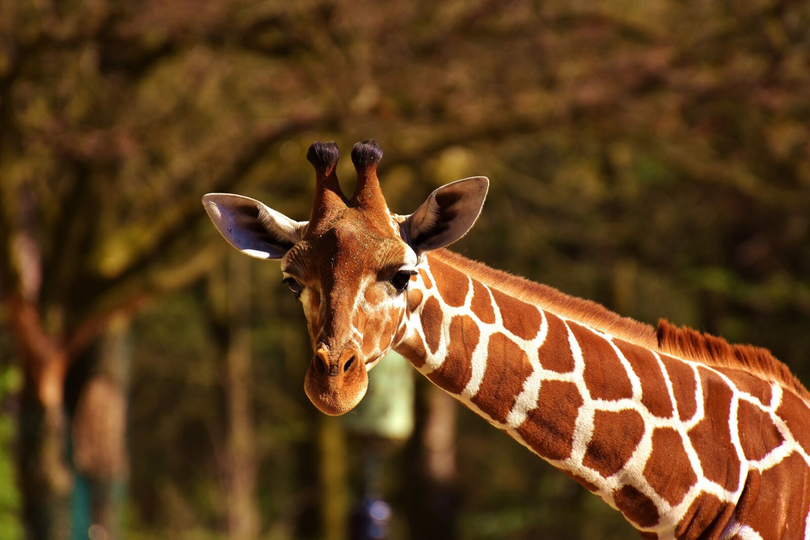 Nikon D7200 sample photo. Giraffe, wild animal, stains photography