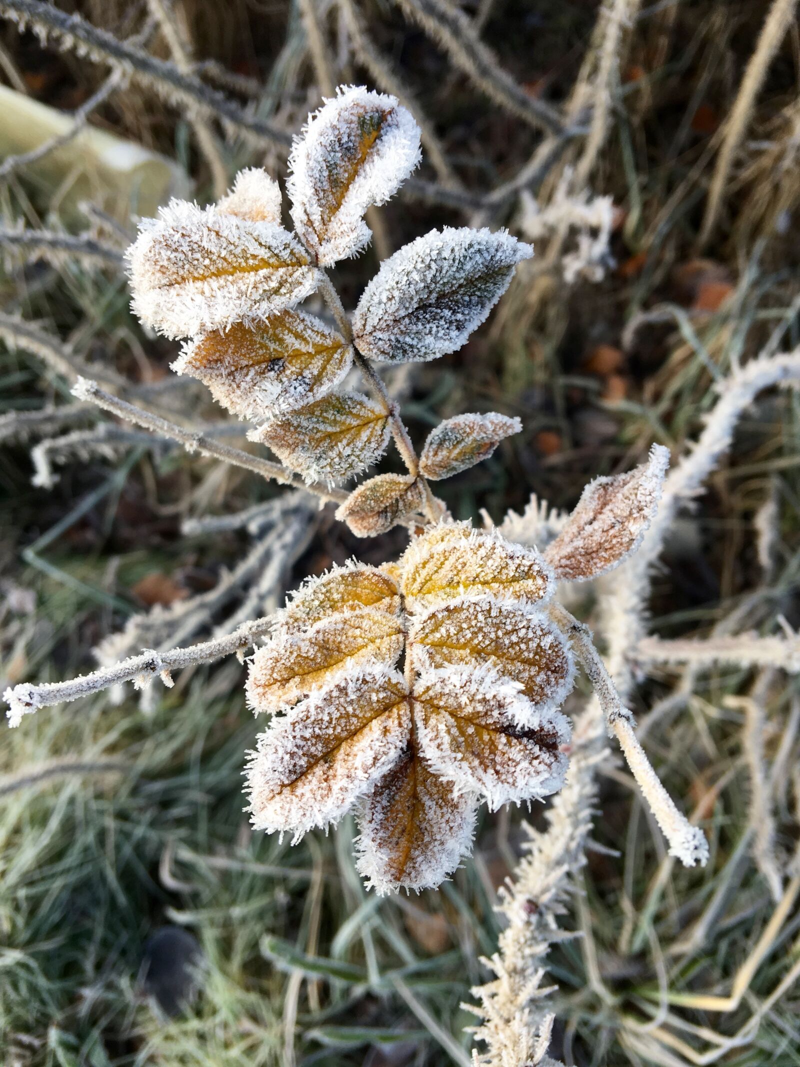 Apple iPhone 6s Plus sample photo. Leaf, frost, ice photography