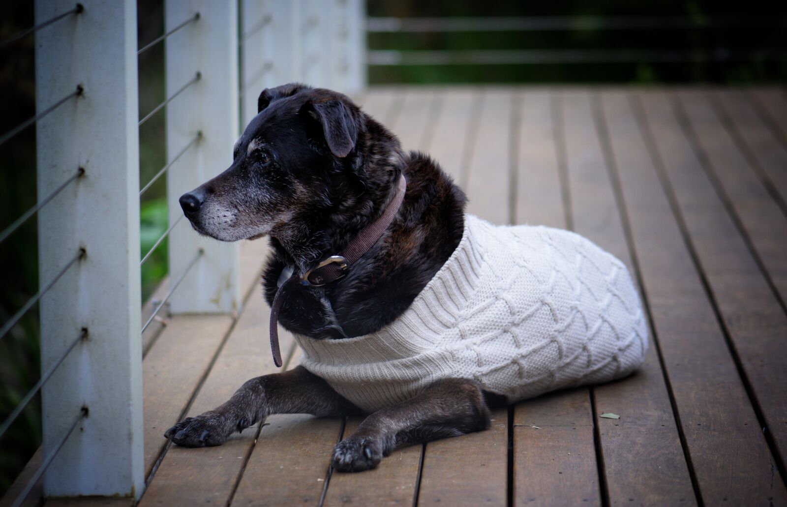 Nikon D3300 sample photo. Dog, faithful, animal photography