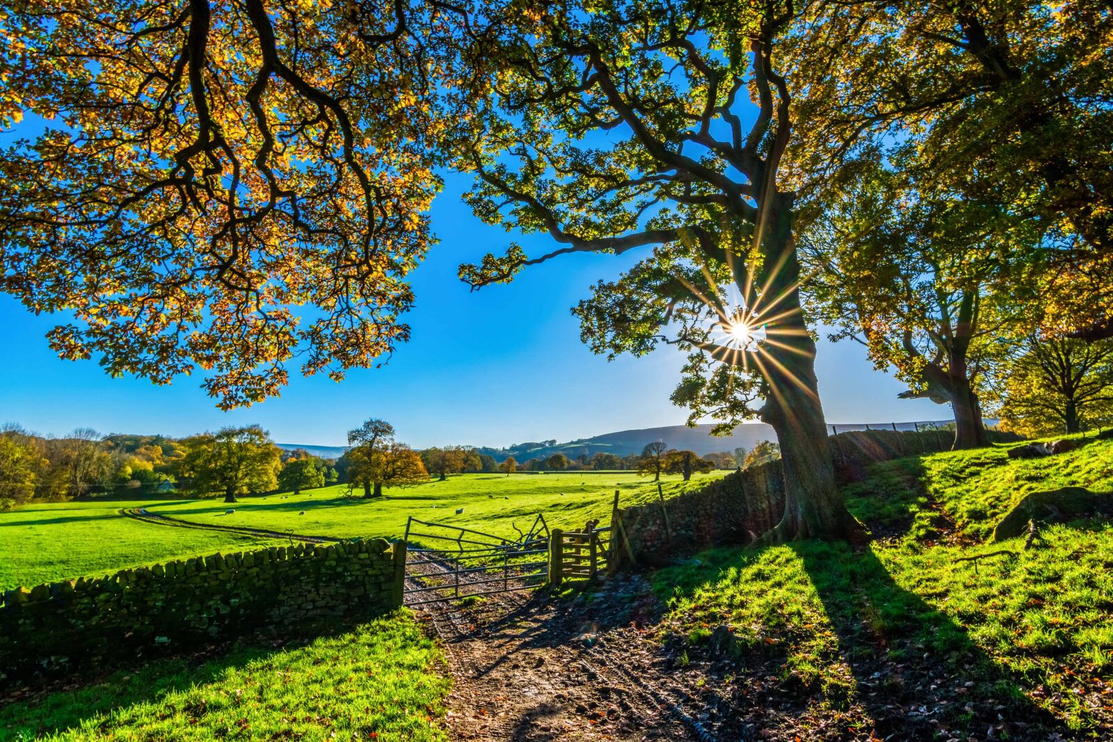Nikon D7100 sample photo. Leaf, tree, nature, landscape photography