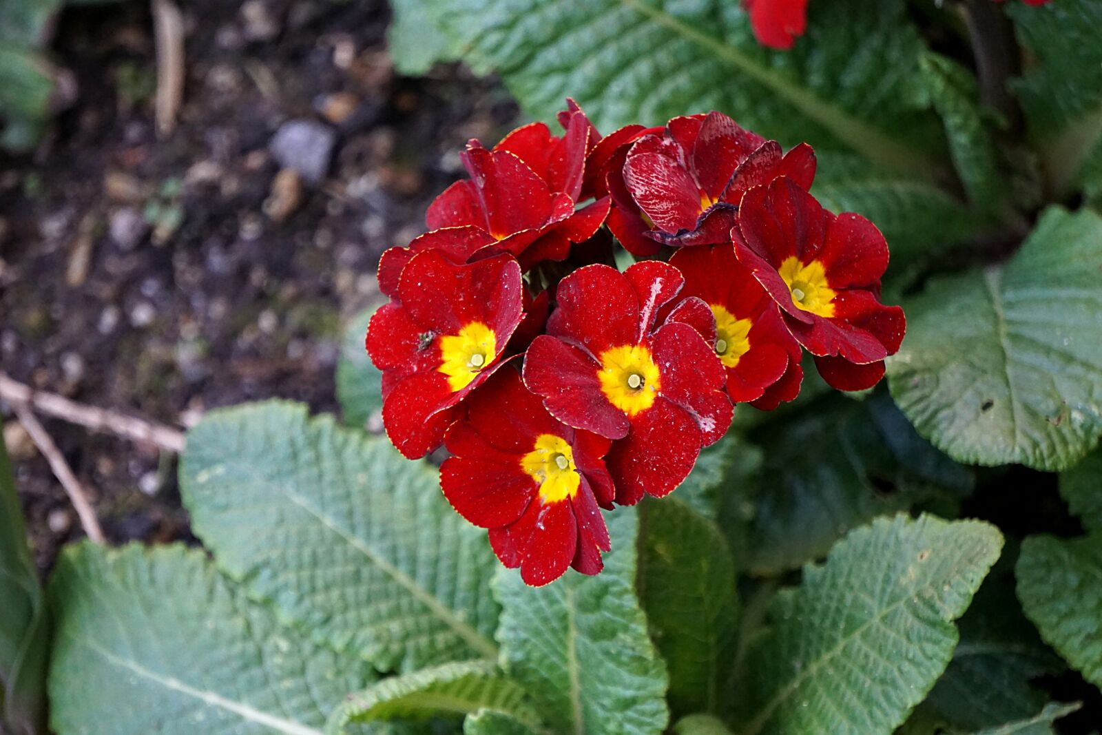 Sony a6000 sample photo. Flowers, primroses, flora photography