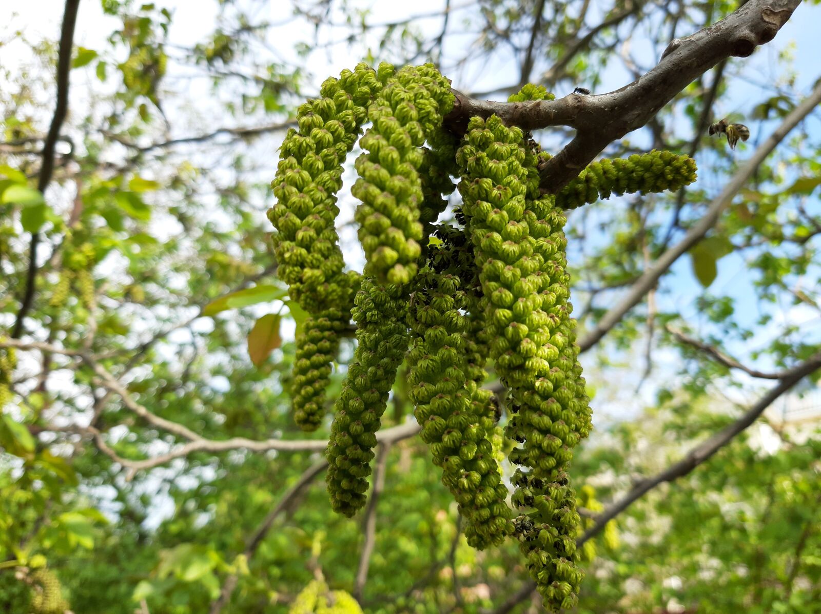 Samsung Galaxy A50 sample photo. Earrings, spring, kidney photography
