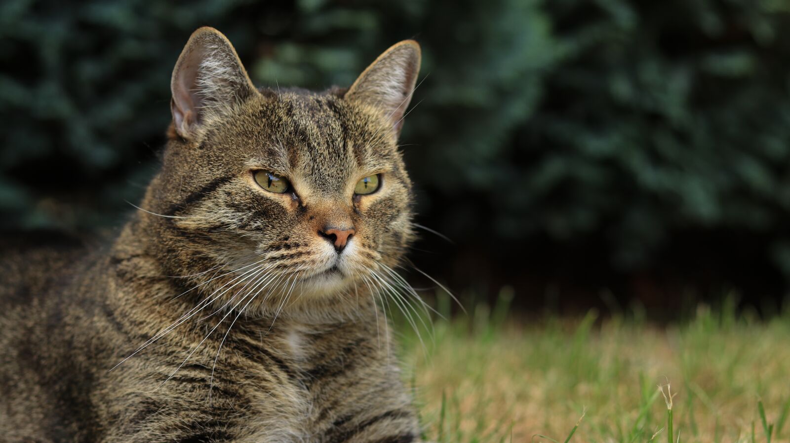 Canon EOS 80D + Canon EF 50mm F1.8 STM sample photo. Cat, garden, domestic cat photography
