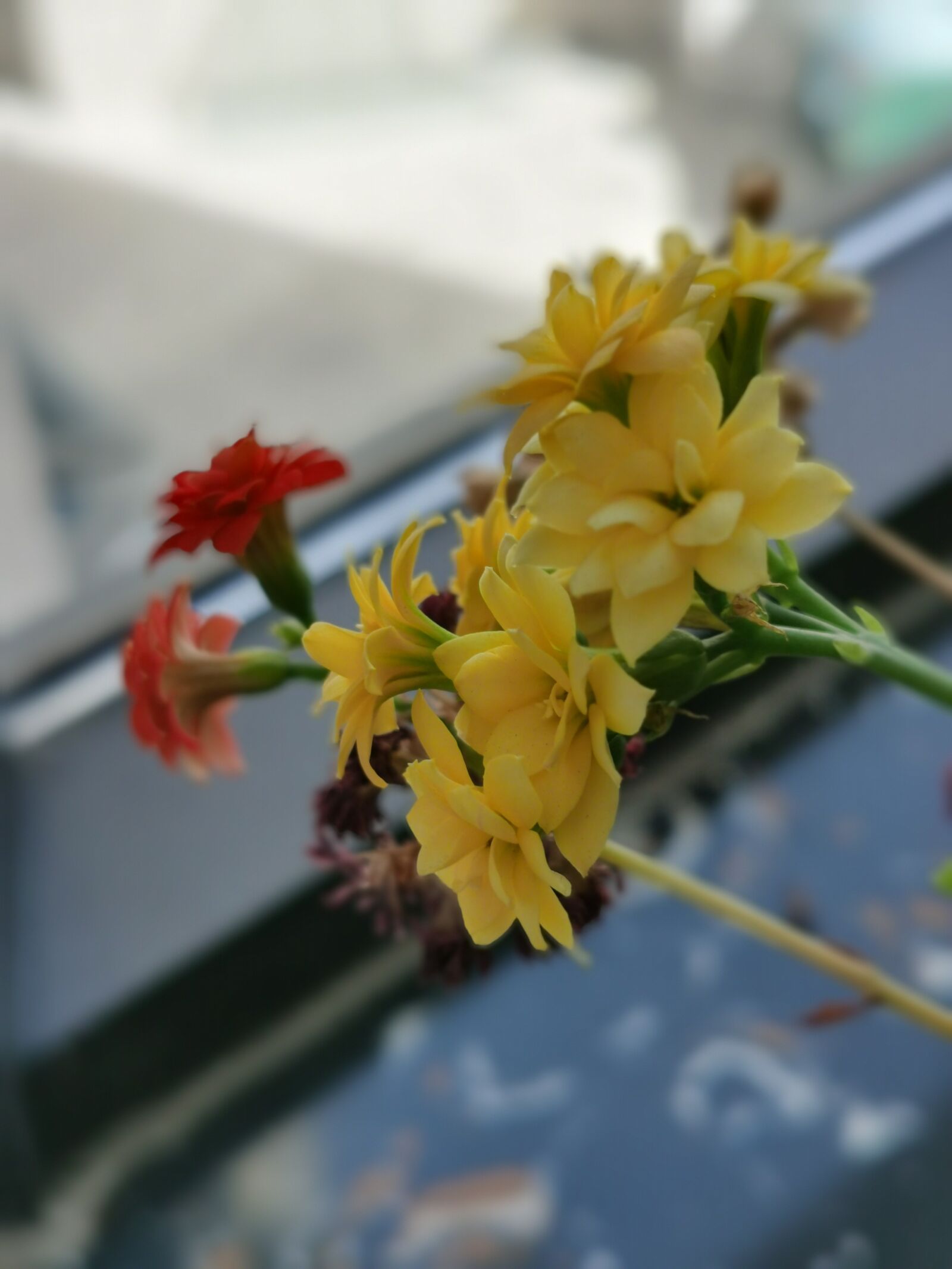 HUAWEI LIO-AN00 sample photo. Flower, springtime,, bloom photography