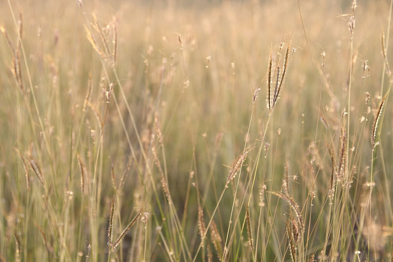 Canon EOS 7D sample photo. Flowering grass, flowers, nature photography